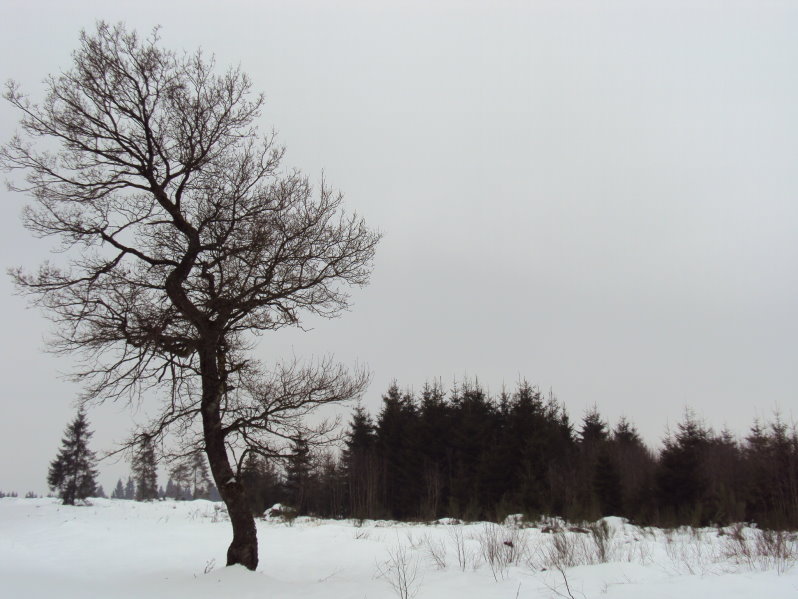 elsenborn336.jpg