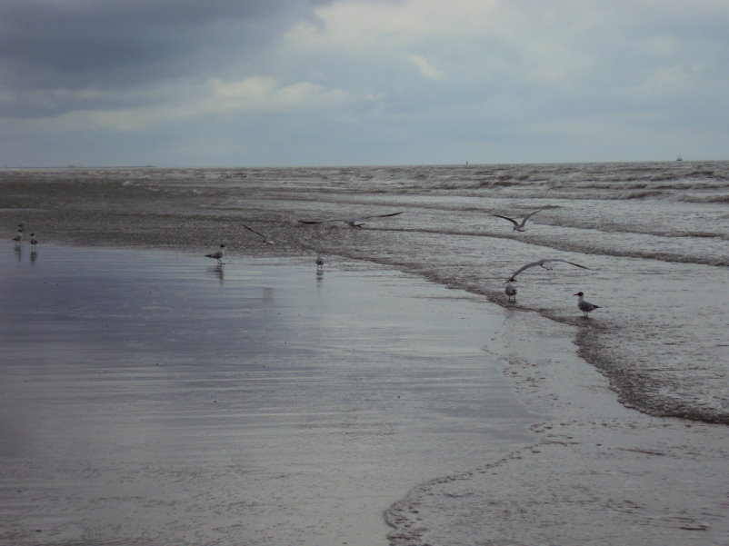 blankenberge07534.jpg