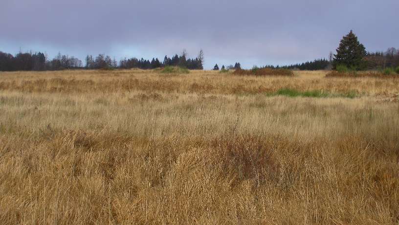 fagnes5290.jpg