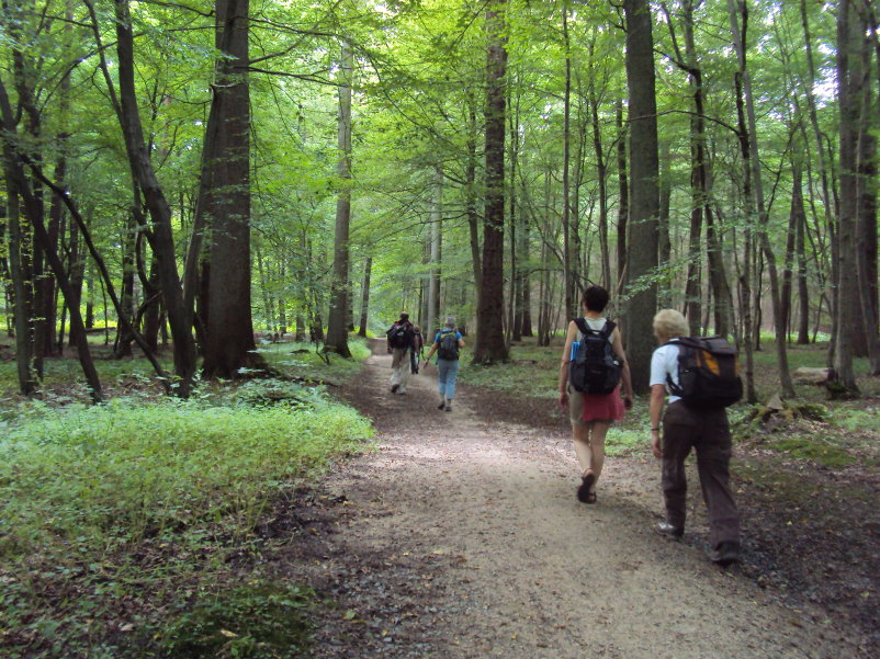 foretsoignes02442.jpg