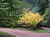 parcmariemont0799.jpg