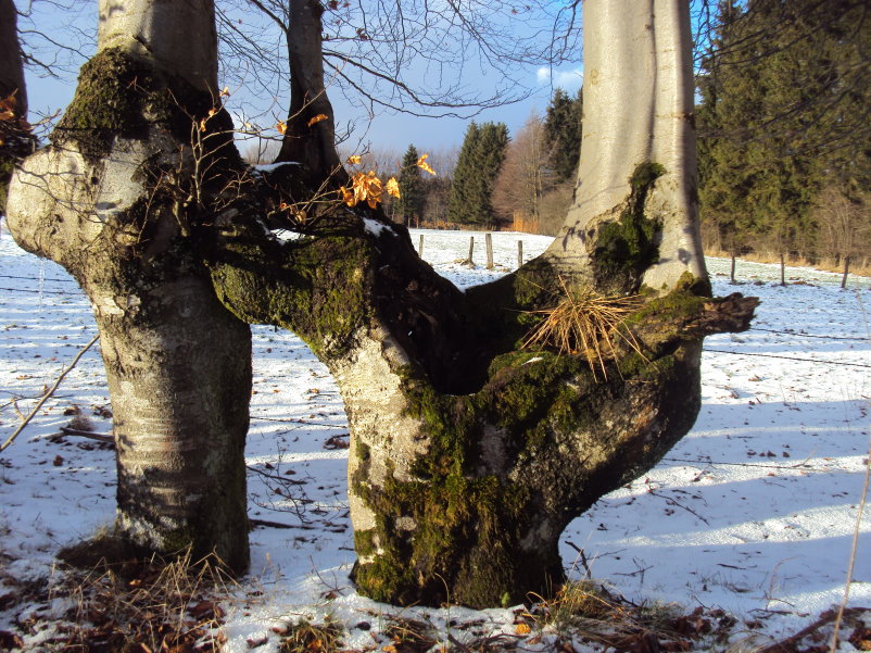 fagnes04158.jpg