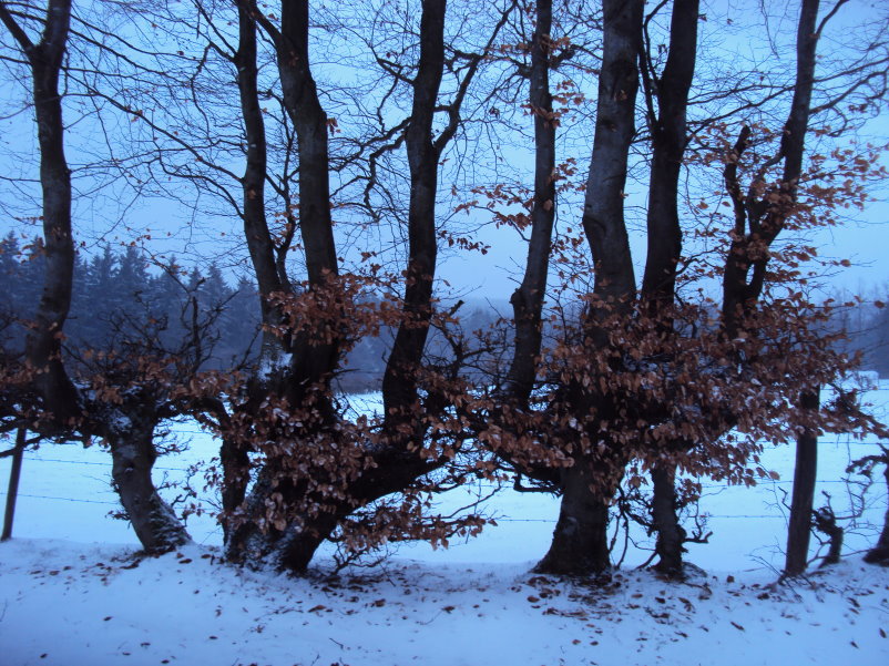 fagnes04164.jpg