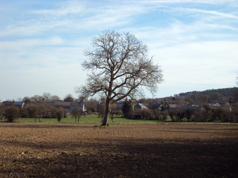 transcalestienne04778.jpg