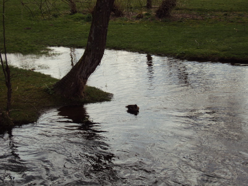 transcalestienne04817.jpg