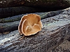 transcalestienne04769.jpg