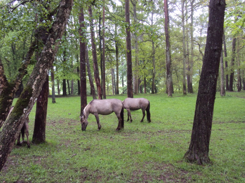 transcalestienne05061.jpg