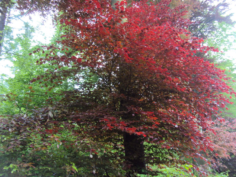 transcalestienne05165.jpg