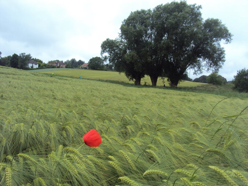 uccle05511.jpg