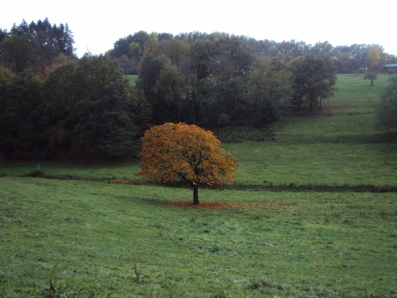 niederkail06849.jpg