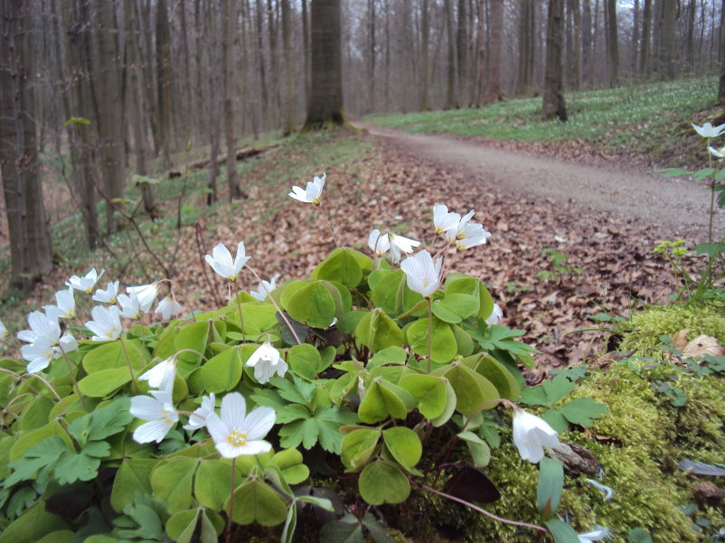 linkebeek08071.jpg