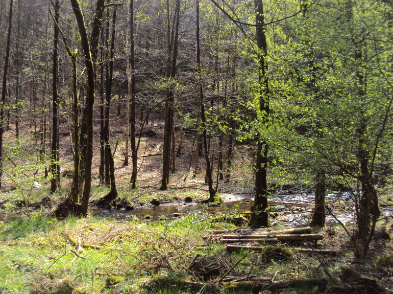 bouillon08327.jpg
