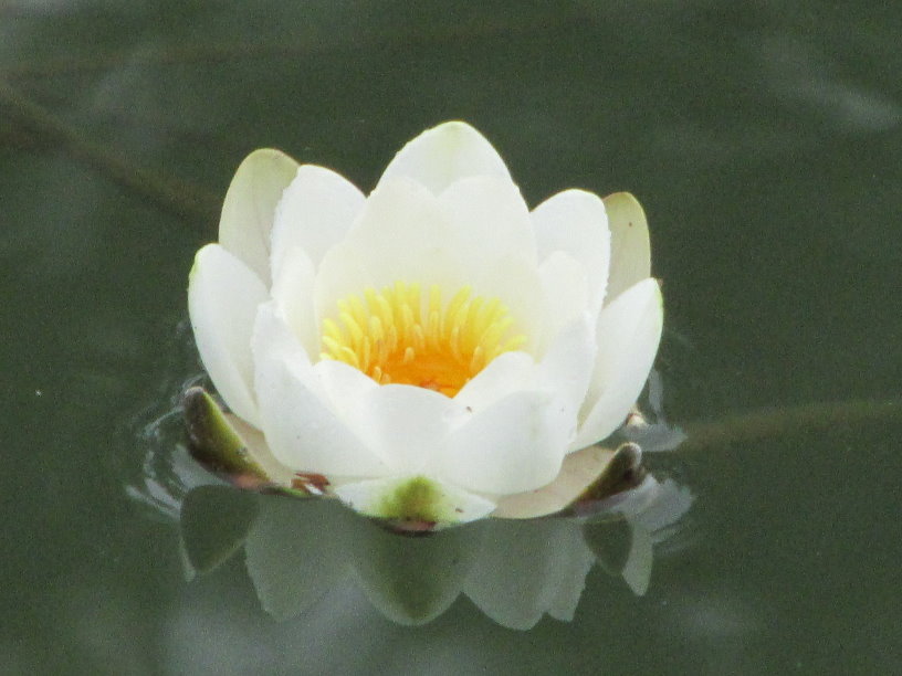 frise058.jpg