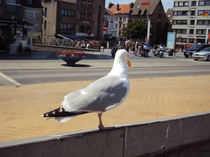 oudenburg08972.jpg