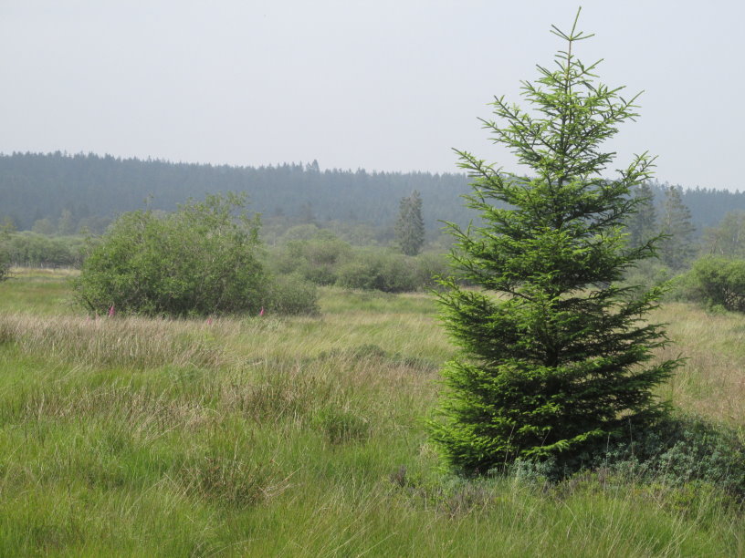 vennbahn0800.jpg