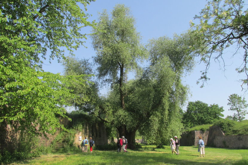 alsace0731.jpg