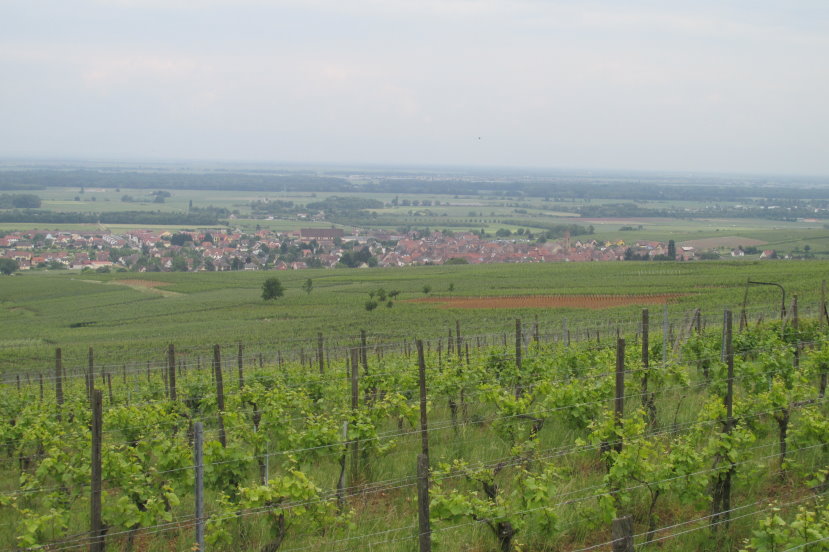 alsace0781.jpg