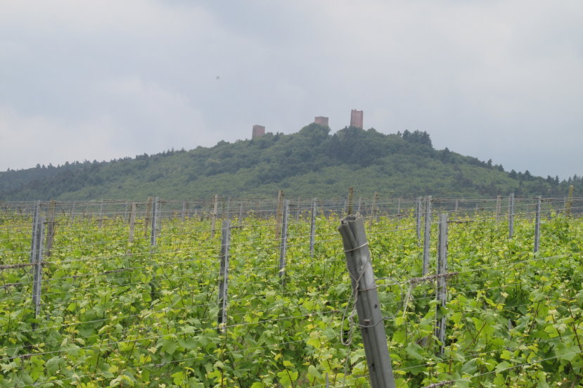 alsace0782.jpg