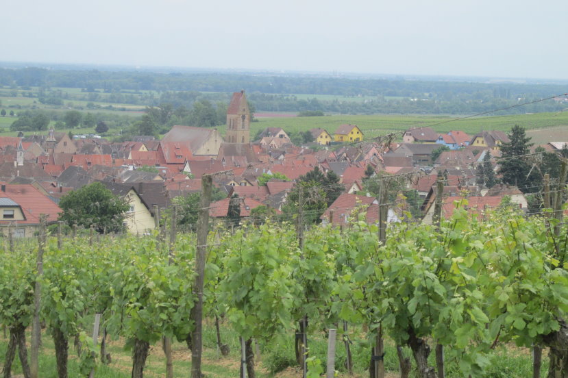 alsace0784.jpg