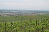 alsace0781.jpg