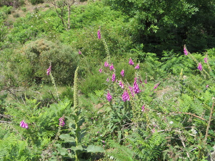 ardeche0084.jpg