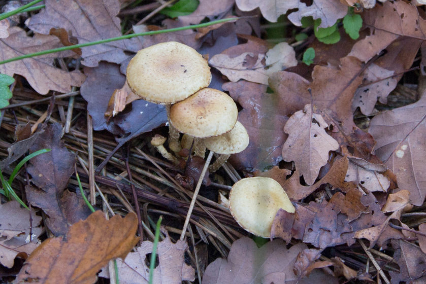 mycologie7401.jpg