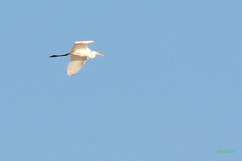 ornithologie7542_grande_aigrette.jpg