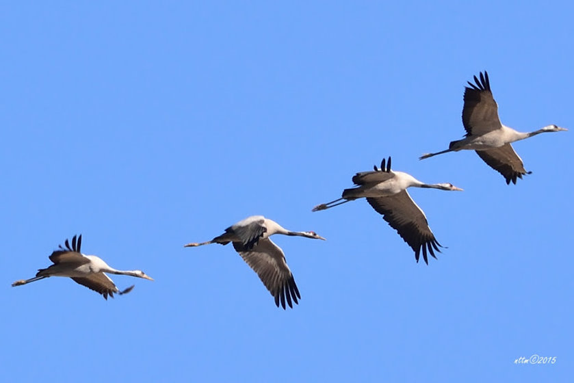 ornithologie7544_grues_en_vol.jpg