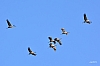 ornithologie7543_grues_en_vol.jpg