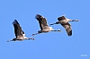 ornithologie7544_grues.jpg