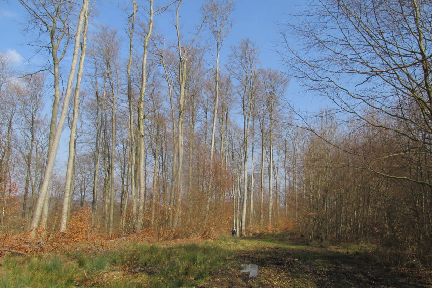 compiegne4695.jpg