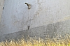 compiegne2079.jpg
