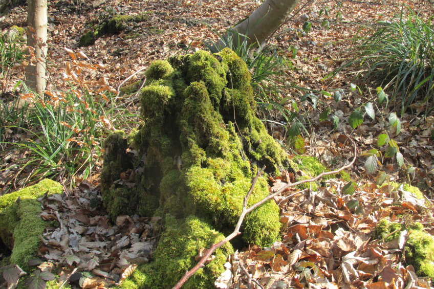 compiegne4740.jpg
