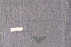 compiegne4736.jpg