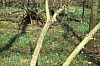 compiegne4762.jpg