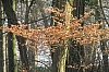 compiegne4764.jpg