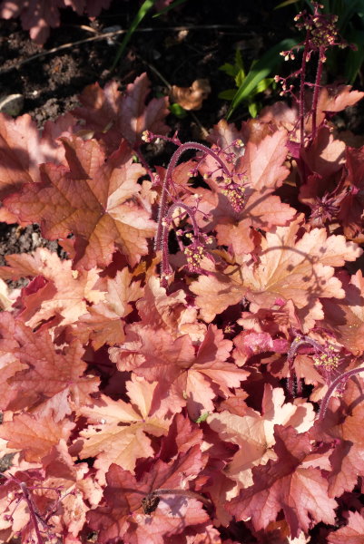 compiegne031quelle_est_donc_cette_fleur.jpg