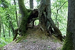 compiegne058foret_halatte.jpg