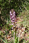 compiegne106orchis.jpg