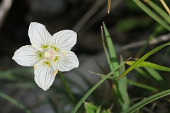 vanoise08.JPG