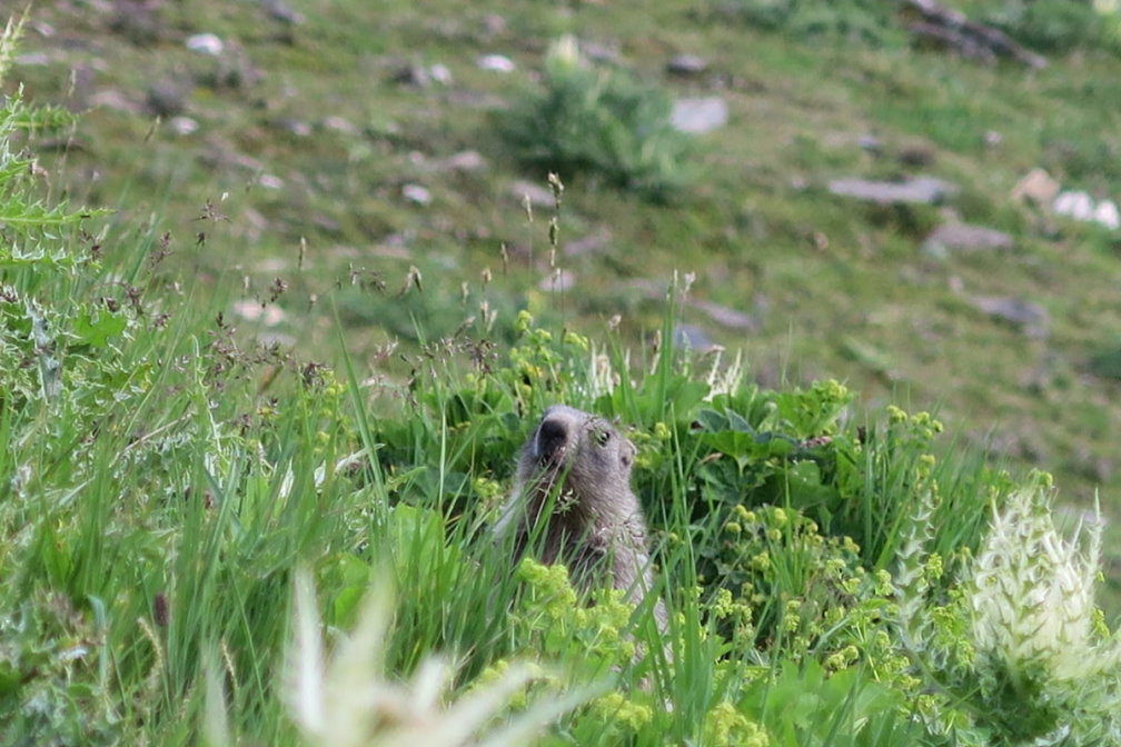 vanoise6795.jpg