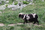 vanoise7218.jpg