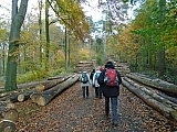 Musée Hergé et bois de Lauzelle