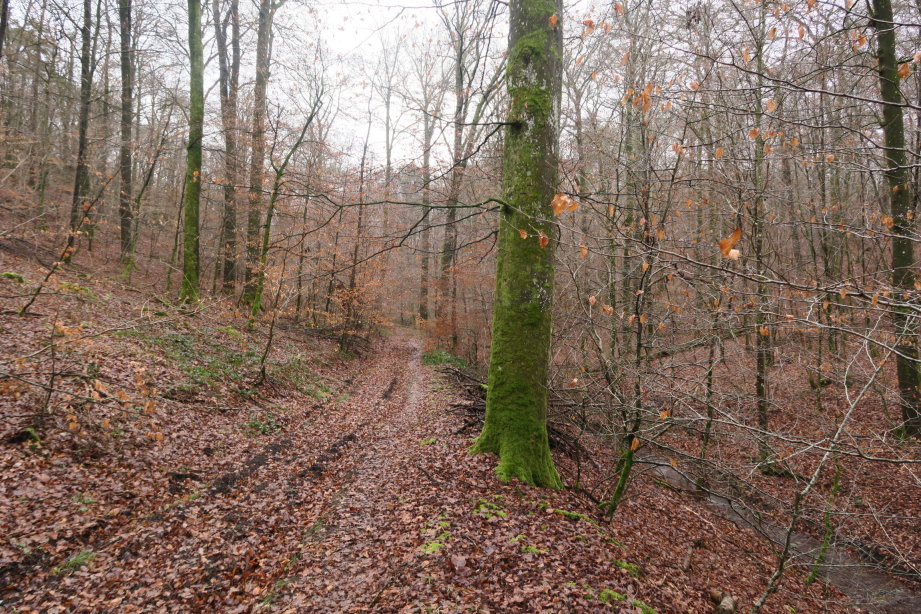 calestienne0845.jpg