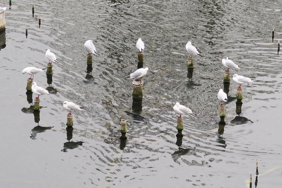 maastricht0977.jpg