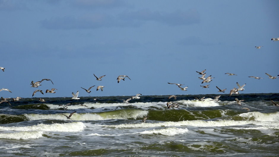 Ostende 038.jpg