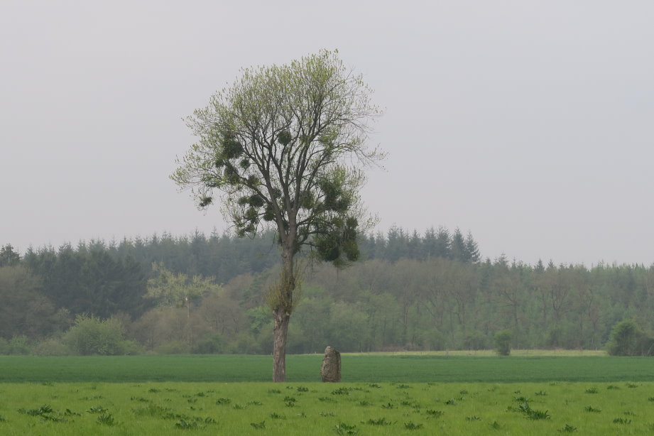 calestienne2220.jpg