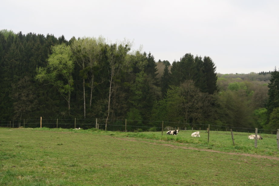 calestienne2293.jpg