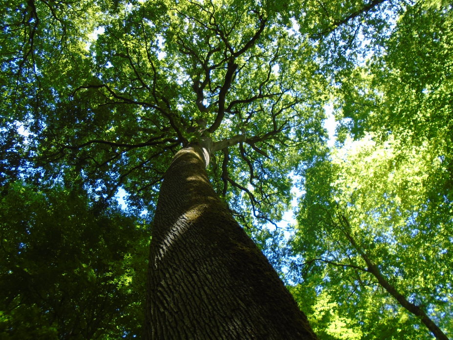le_perche07468.jpg
