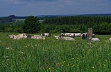 libin0603.JPG